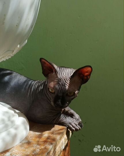 Котик бамбино