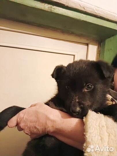 Щенки в добрые руки