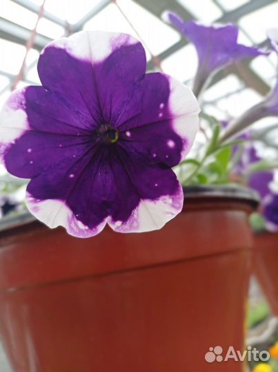 Цветы петунии рассада