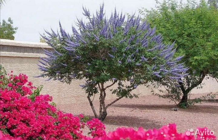 Витекс священный саженцы почта /сдек