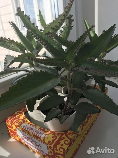 Каланхоэ лечебный