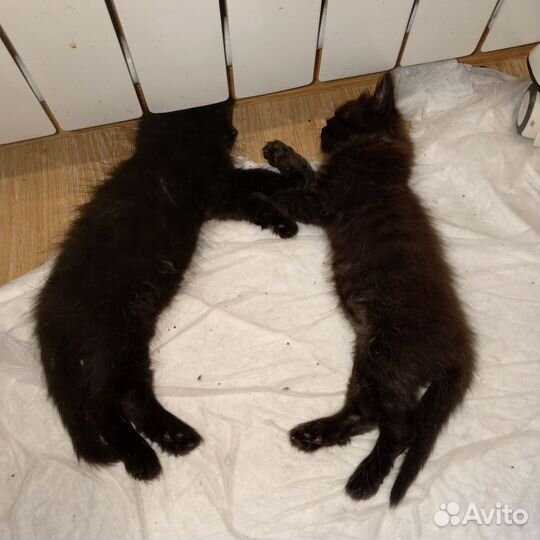 Британские котята