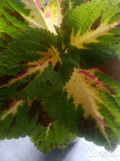 Колеусы вегетативные