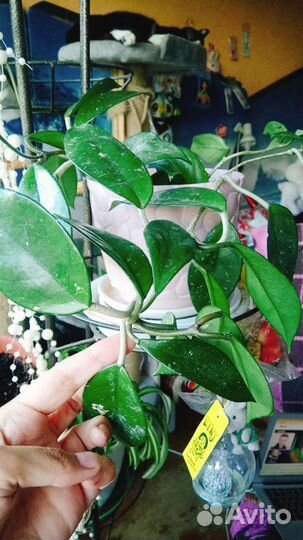 Колеусы, радисканция, Хойя цветущая лиана