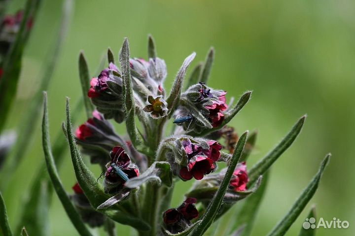 Чернокорень травяной сбор семена