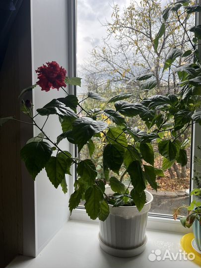 Китайская роза