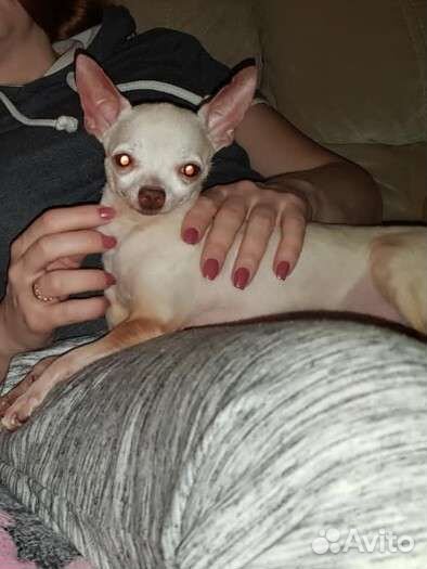 Чихуахуа super mini