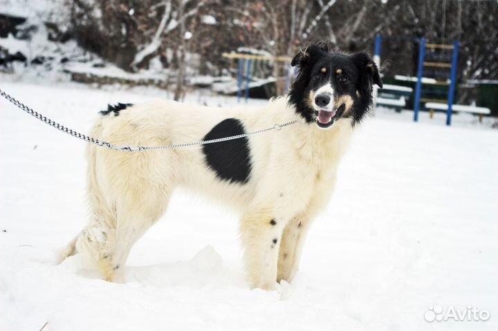 Благородный красавец хочет поделиться секретом