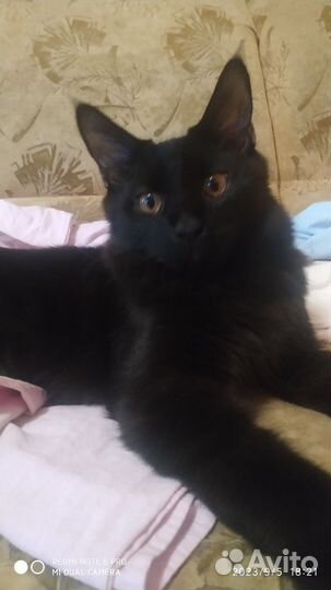Кошки мейн-кун бесплатно