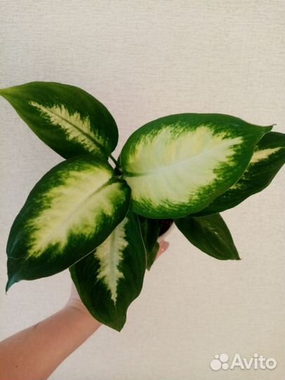 Диффенбахия Камилла