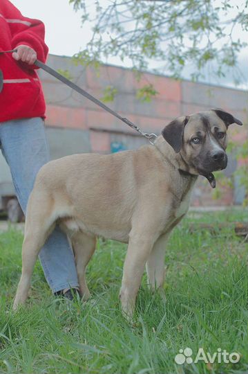 Собака в добрые руки отдам бесплатно