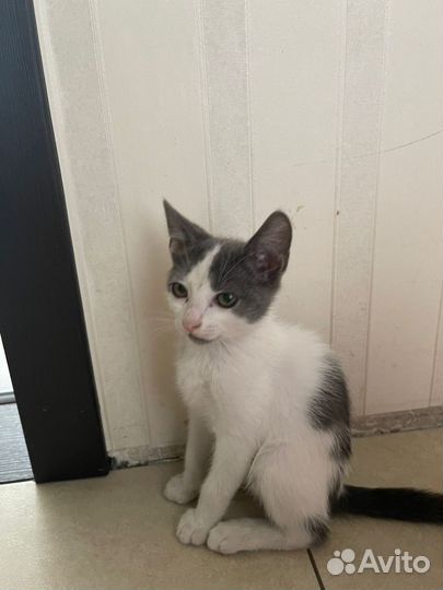 Котенок девочка 2 месяца