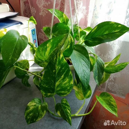 Сциндапсус (эпипремнум)