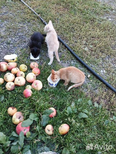 Котята
