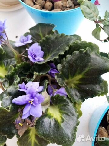 Фиалки. Листики