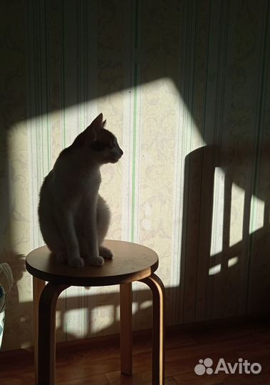 Отдам кошечку в хорошие руки