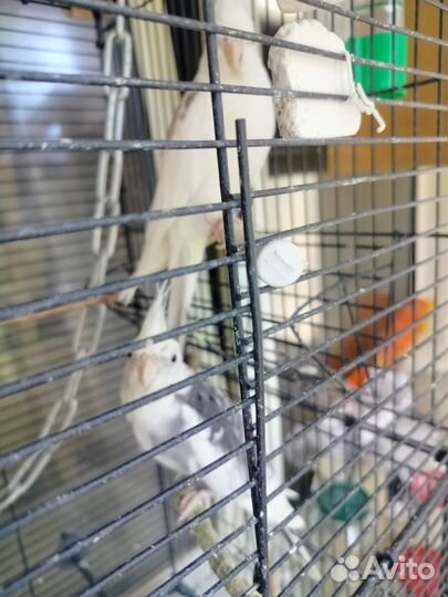 Попугаи. Пара