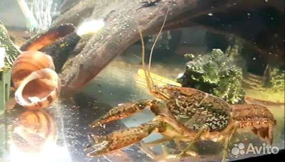 Мраморный рак (аквариумные)