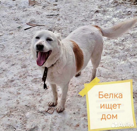 Собака в добрые руки Белка