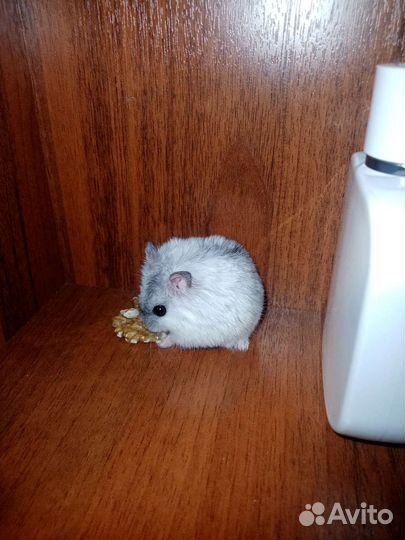 Джунгарский хомяк, 2500р