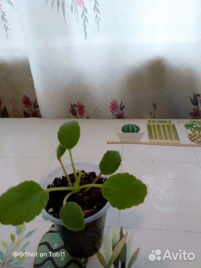 Комнатные цветы