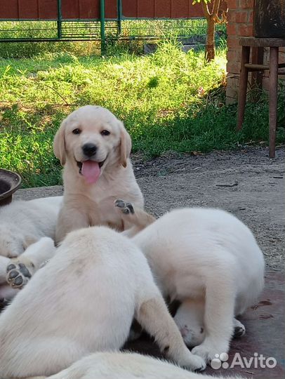 Кобель лабрадора вязка