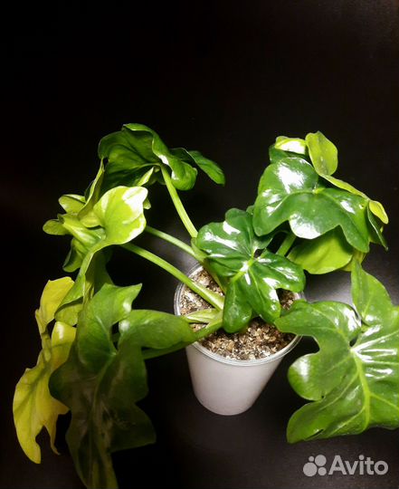 Филодендрон атом