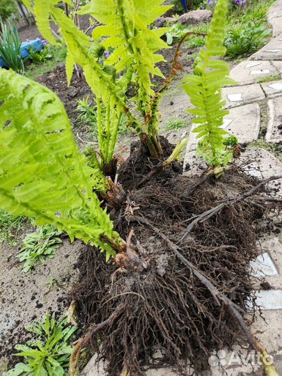 Папоротник