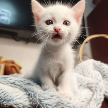 Турецкая ангора котёнок