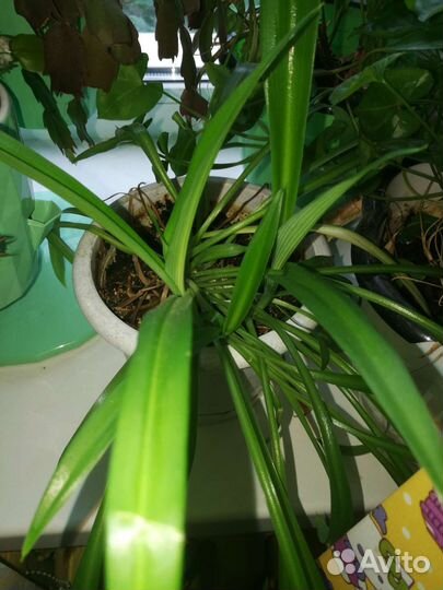 Комнатные цветы