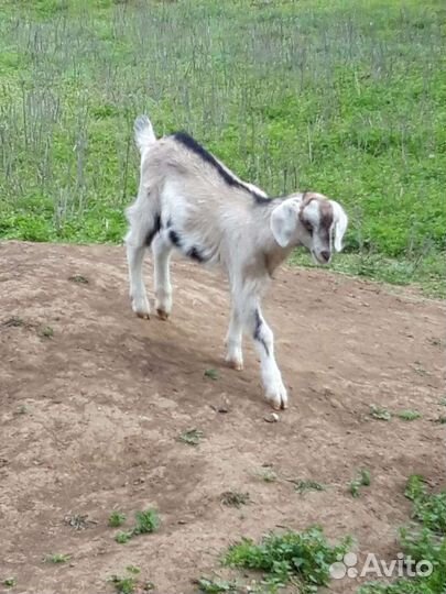 Нубийский козел