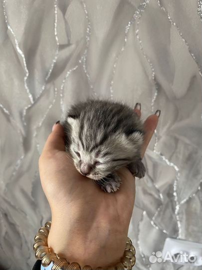 Котёнок шотландская вислоухая