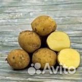 Продам домашний картофель