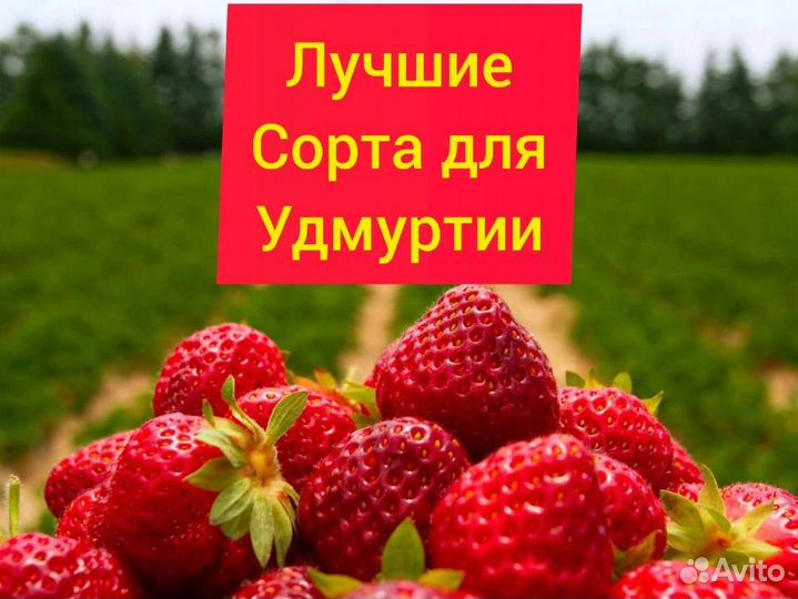 Рассада клубники