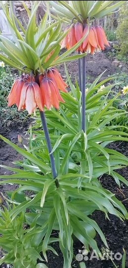 Многолетние цветы