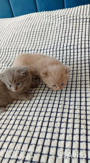 Шотландские котята