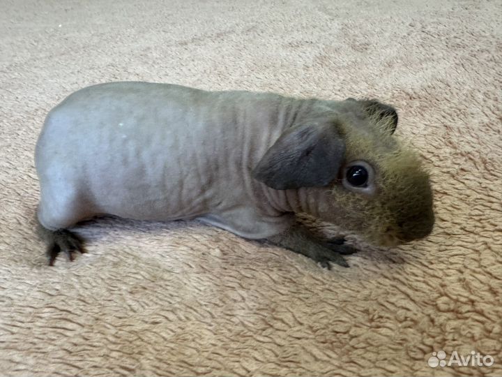Морская свинка скинни