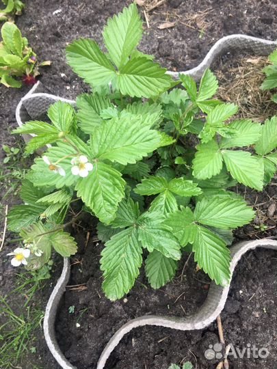 Яблоки, Малина желтая, клубника, земляника безусая