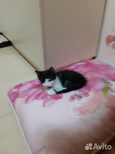 Отдам в добрые руки