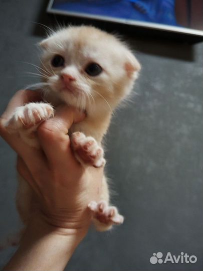 Котята в добрые руки 1 месяц