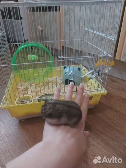 Джунгарский хомяк