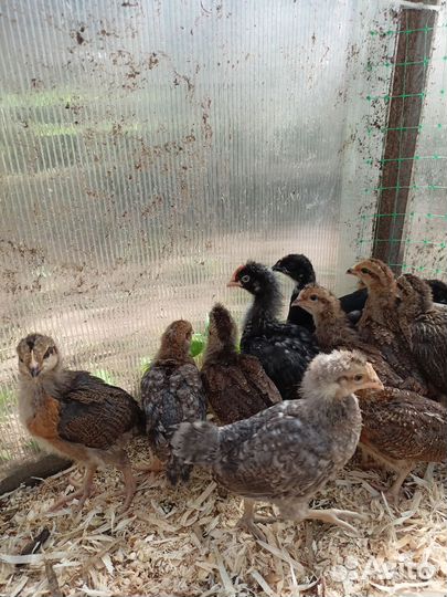 Утята, цыплята