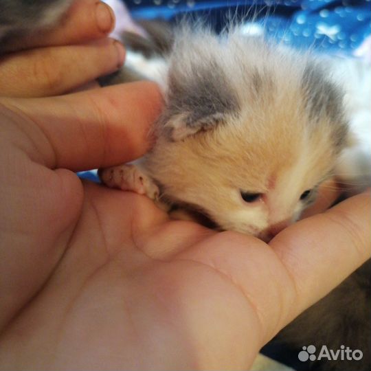 Котята в добрые руки бесплатно