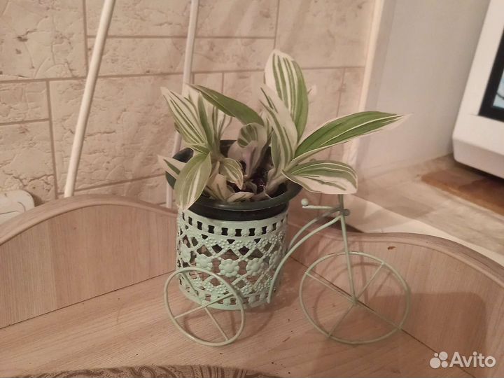 Хлорофитум