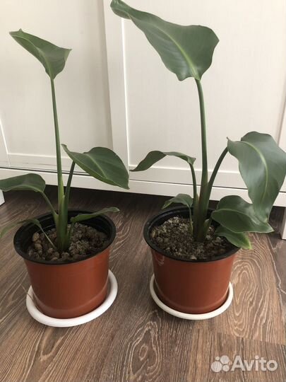 Стрелиция Николая