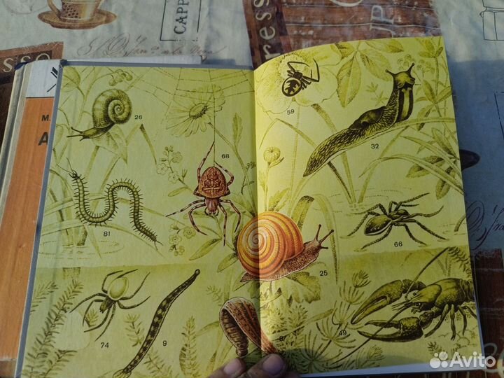 Школьный атлас - определитель беспозвоночных