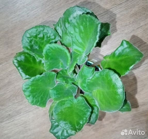 Фиалки сортовые