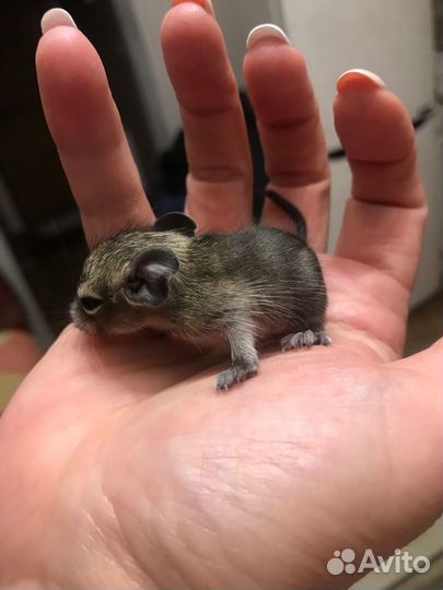 Дегу или чилийские белки