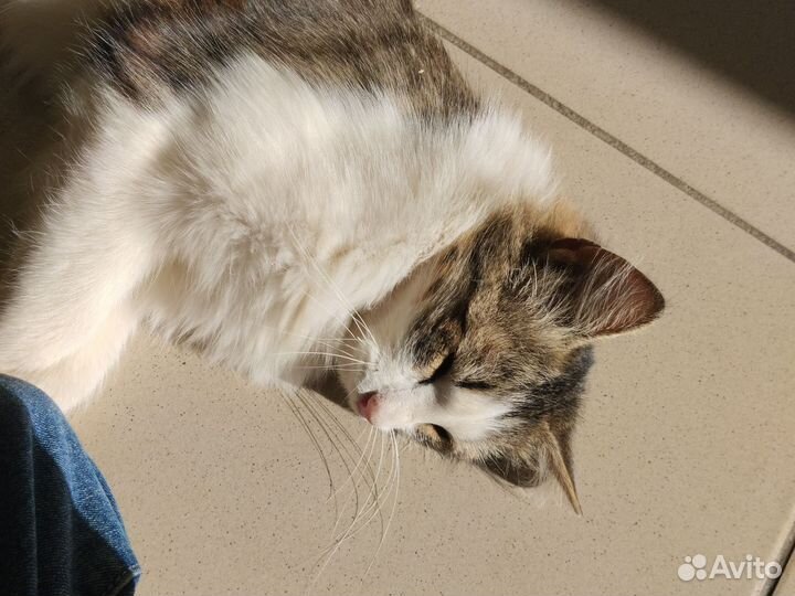 Кошка