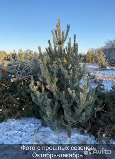 Сосна сентябрьская рождественская опт